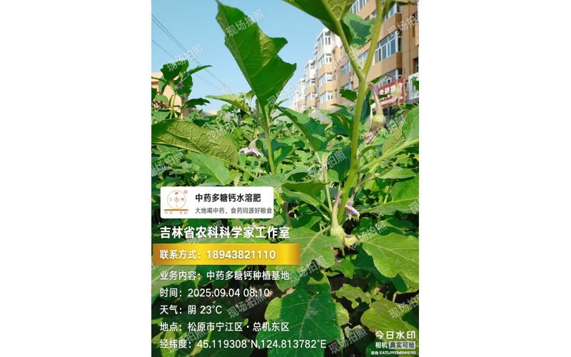 2025年&ldquo;食药同源&rdquo;茄子