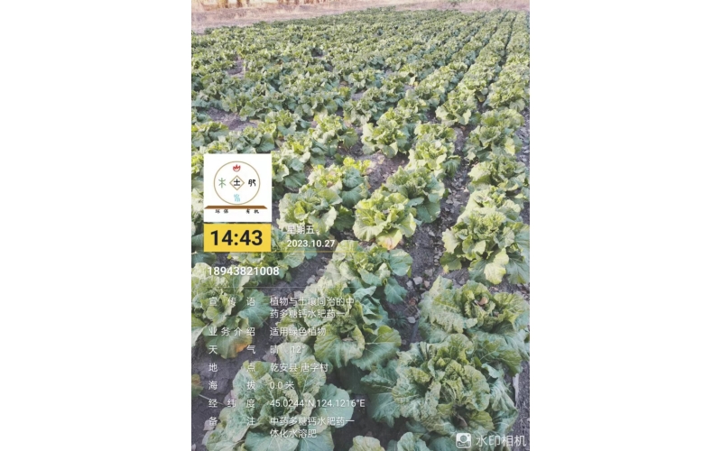 2023年&ldquo;食药同源&rdquo;二茬白菜案例