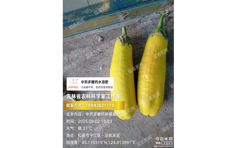 2025年&ldquo;食药同源&rdquo;茄子种