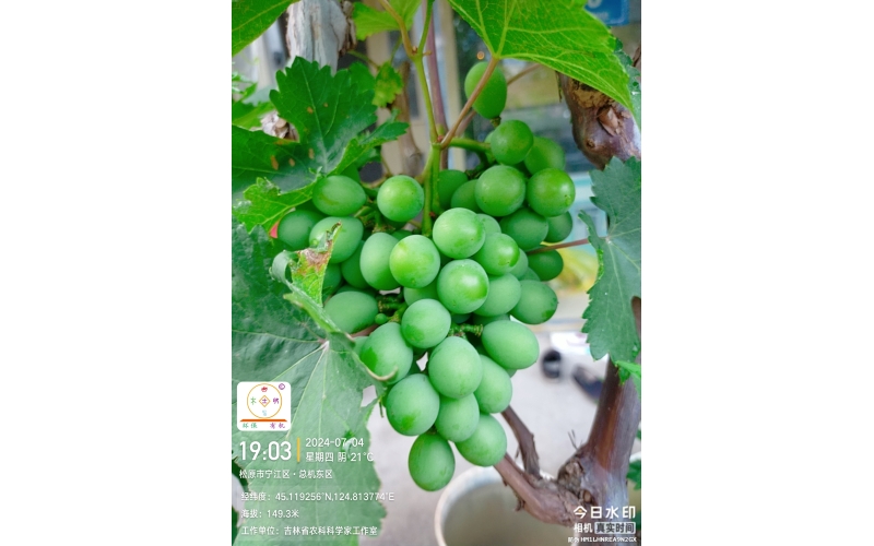 2024年葡萄案例